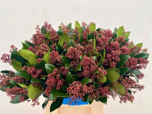 Skimmia per bos japonica 'Rubella'