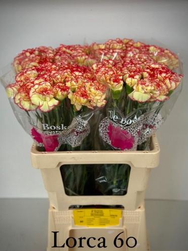 Dianthus standaard 'Lorca'