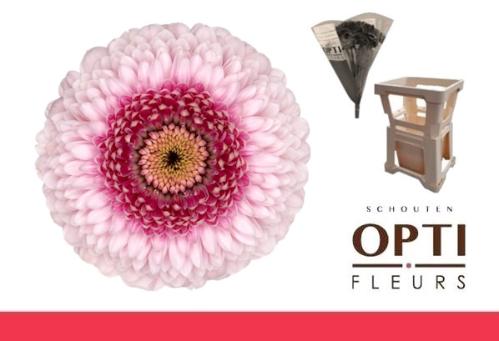 Gerbera mini bolvormig Pomponi Camilla