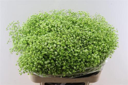 Gypsophila overig kleurbehandeld H%