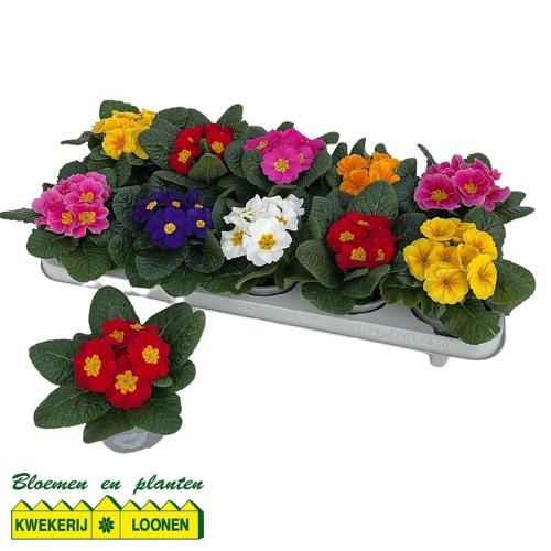 Primula Acaulis Grp Paradiso Mid-Early gemengd