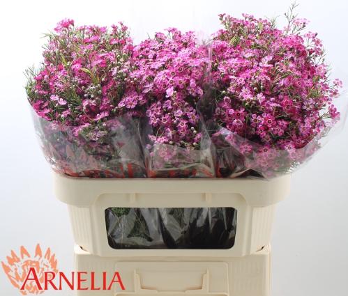 Chamelaucium 'Purple Rain'