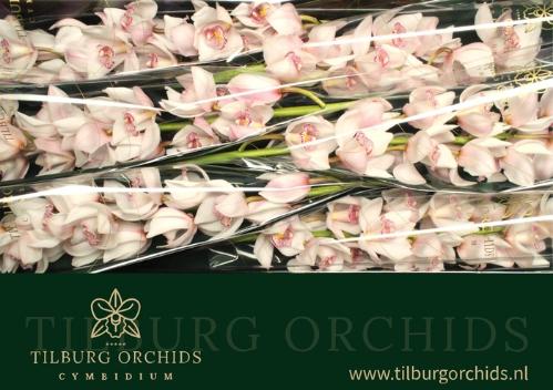 Cymbidium grootbloemig per tak 'Noorderlicht'