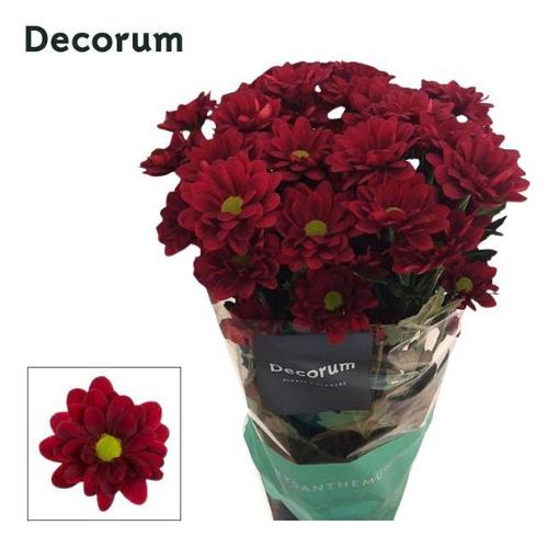 Chrysanthemum (Indicum Grp) tros Mexicano