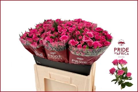 Rosa tros Lianne