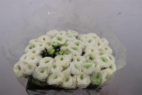 Ranunculus asiaticus Succes Firenze