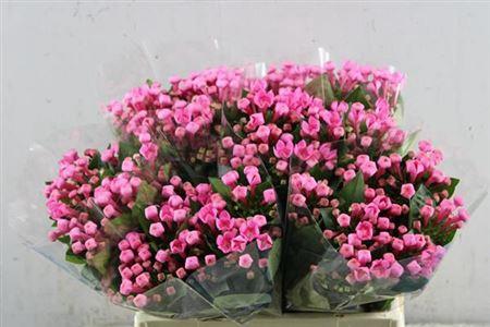 Bouvardia enkelbloemig Royal Roza