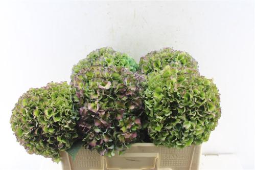 Hydrangea macrophylla Royal Pride (classic)
