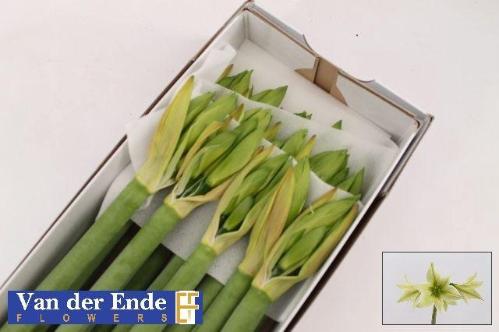 Hippeastrum Diamond Grp 'Green Valley'