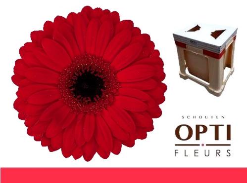 Gerbera grootbloemig Beauty