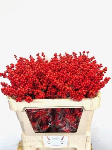 Ilex verticillata Magical Supreme Red