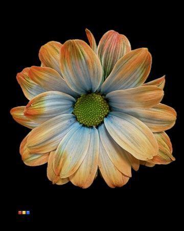 Chrysanthemum Indicum Grp tros kas kleurbehandeld H%