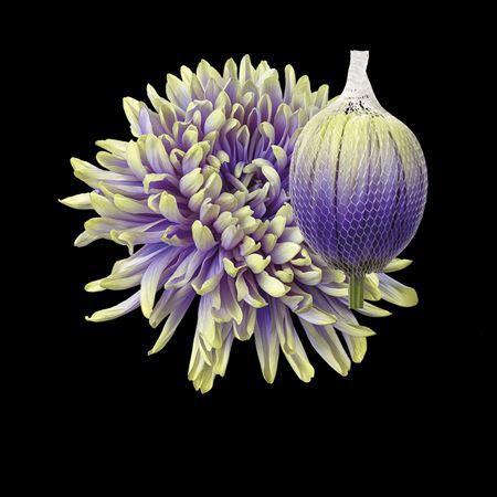 Chrysanthemum (Indicum Grp) geplozen Antonov kleurbehandeld H%
