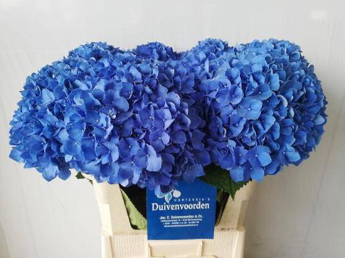 Hydrangea macrophylla 'Pimpernel'