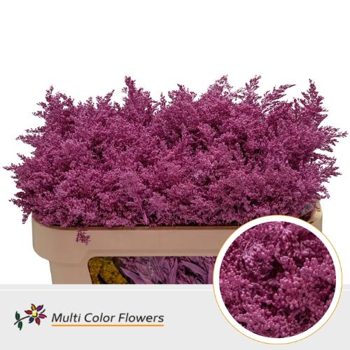 Solidago kleurbehandeld H%