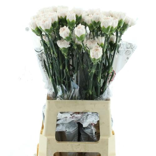 Dianthus standaard 'Apple Tea'