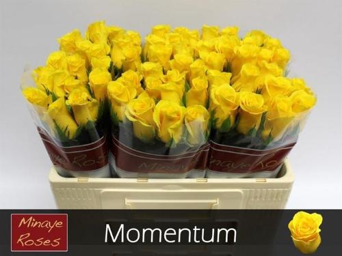 Rosa grootbloemig Momentum+
