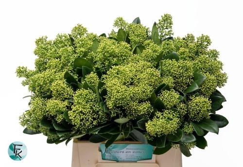 Skimmia japonica per bos Magical Finchy