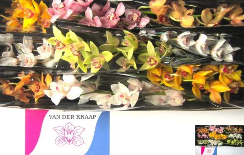 Cymbidium grootbloemig per tak gemengd