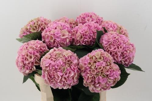 Hydrangea macrophylla My Beautiful Heaven (classic)