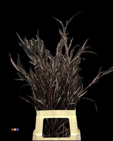 Decoratiegroen kleurbehandeld per bos H%