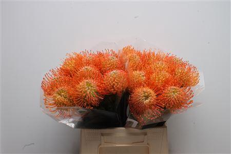 Leucospermum cordifolium overig