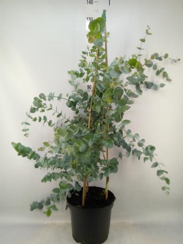 Eucalyptus gunnii