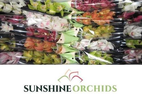 Cymbidium mini per tak gemengd