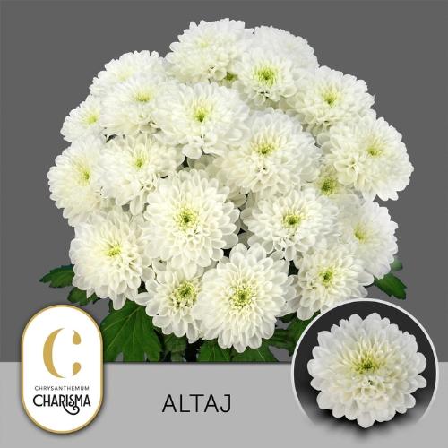 Chrysanthemum( Indicum Grp) tros Altaj