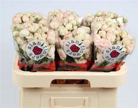 Rosa tros Lady of the Dawn