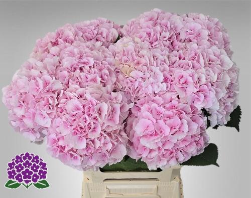 Hydrangea macrophylla 'Verena'