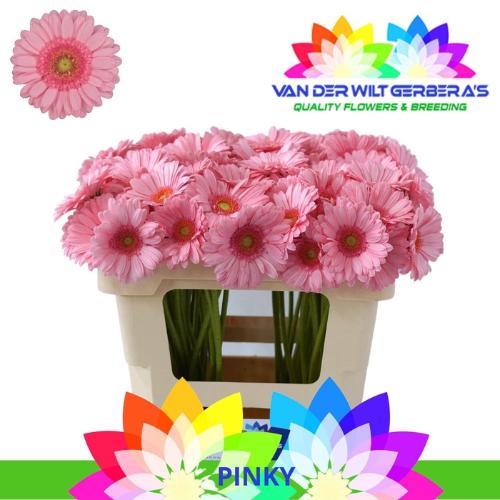 Gerbera mini 'Pinky'
