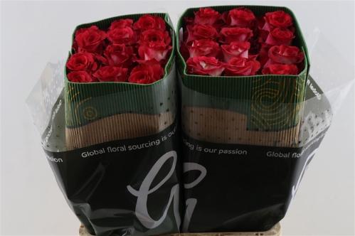 Rosa grootbloemig overig