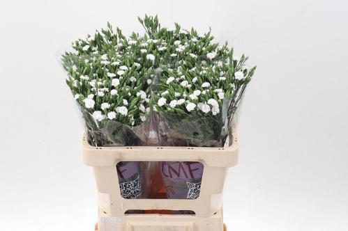 Dianthus tros 'Raffine Lois'