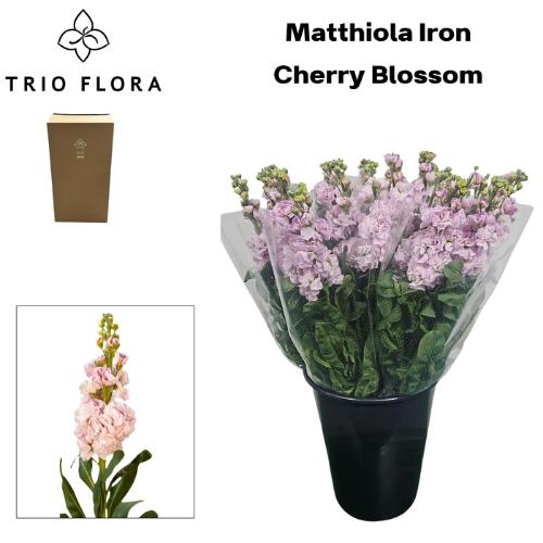 Matthiola incana 'Iron Cherry Blossom'
