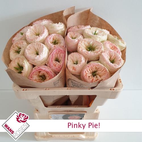 Rosa grootbloemig Pinky Pie!