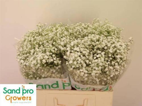 Gypsophila paniculata Xlence