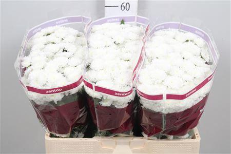 Chrysanthemum (Indicum Grp) tros santini Baikal
