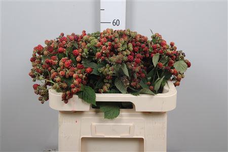 Rubus fruticosus 'Chester'