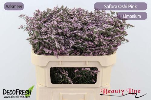 Limonium Safora Oshi Pink