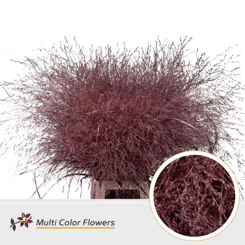 Siergras kleurbehandeld H%