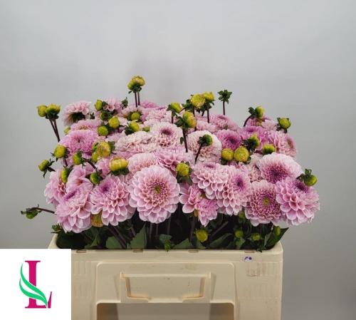 Dahlia Ball Grp 'Wizard of Oz'