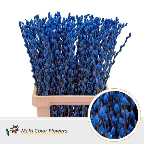 Salix caprea 'Snow Flake' kleurbehandeld H%