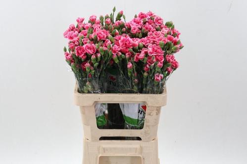 Dianthus tros overig