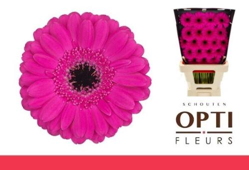 Gerbera mini Anna