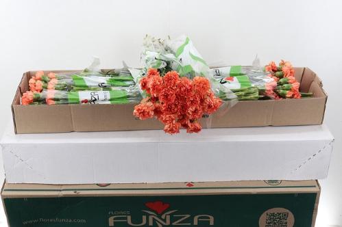 Dianthus standaard overig