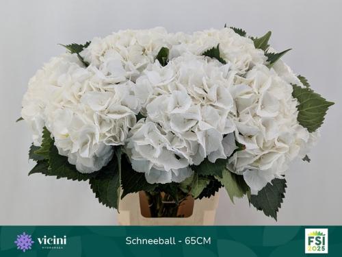 Hydrangea macrophylla 'Schneeball'
