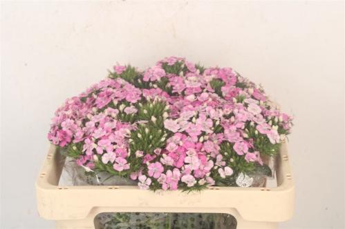 Dianthus barbatus 'Amazon Rose Magic'