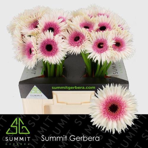 Gerbera grootbloemig spinvormig Spider Stunt