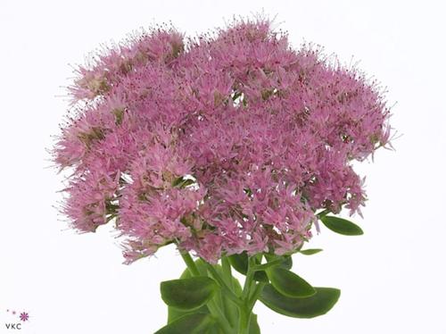Sedum spectabile kleurbehandeld H%